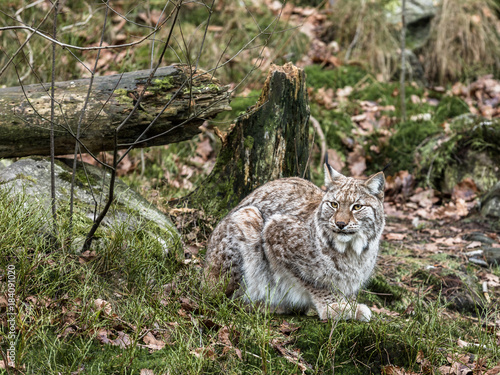 Eurasian lynx, Lynx lynx, sitting in green winter forest
