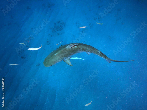 Obraz w ramie Tiger Shark 