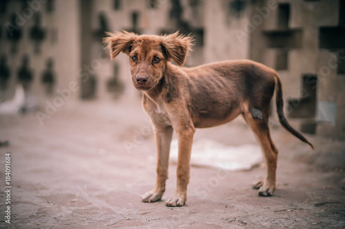 Fototapeta Malnourished Puppy