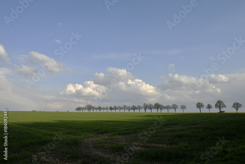 Gruenes, weites Feld mit Baum Allee am Horizont, green, wide field with tree avenue on the horizon
