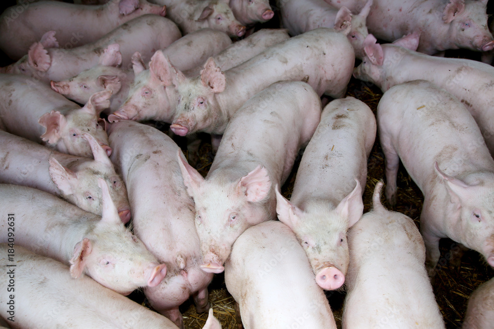 Group of curious piggies in the stable Group of curious piggies in the stable