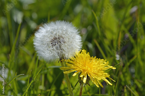 Fototapeta Naklejka Na Ścianę i Meble -  löwenzahn und pusteblume