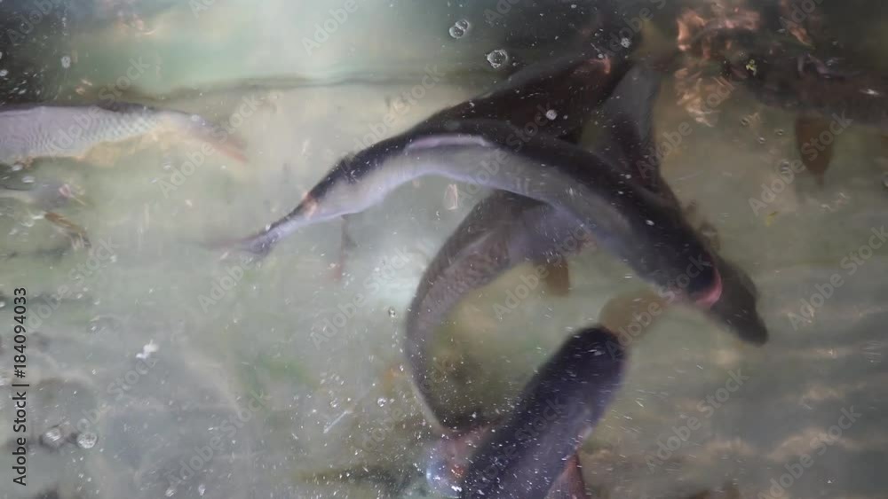 edible fish in the aquarium. The seller is fishing from an aquarium