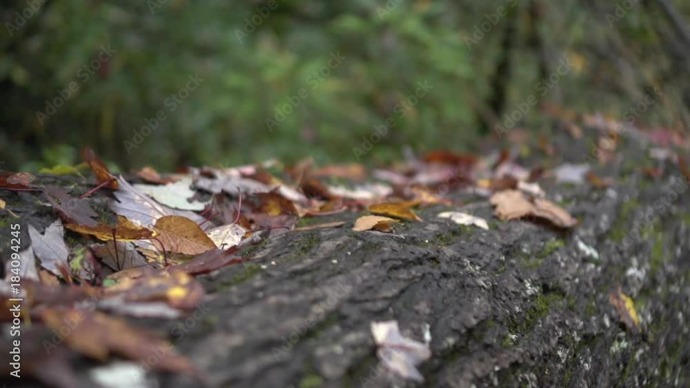 leaves falling on a log leaves falling on a log