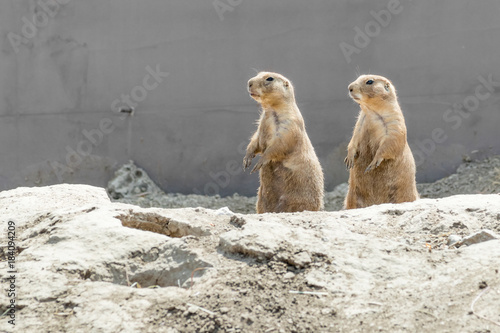 Two Black tailed Prairie Dogs standing at alert and both looking to their right (viewers left).