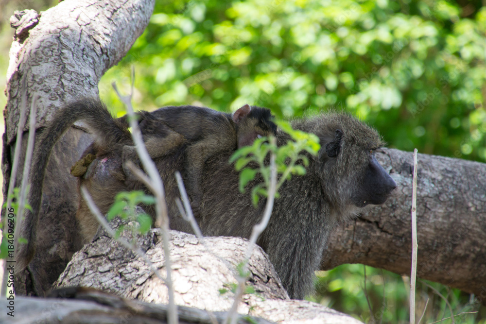 Obraz premium Olive Baboon and Baby
