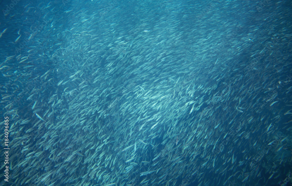 Sardines colony in deep blue ocean. Pelagic seafish in wild nature.