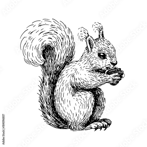 Sketch line art drawing of squirrel. Black and white vector illustration. Cute hand drawn animal.