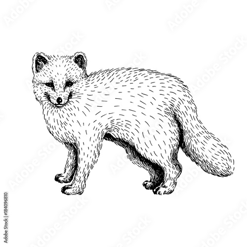 Sketch line art drawing of arctic fox. Black and white vector illustration. Cute hand drawn animal.