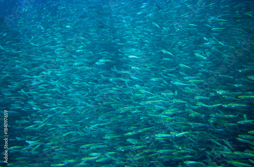 Sardines colony carousel in ocean. Massive fish school undersea photo.