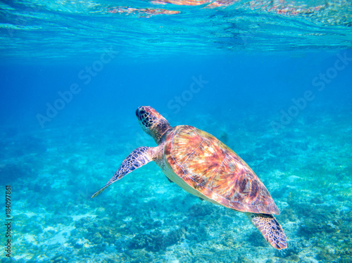 Sea tortoise dives up for breath. Tropical island seashore nature.