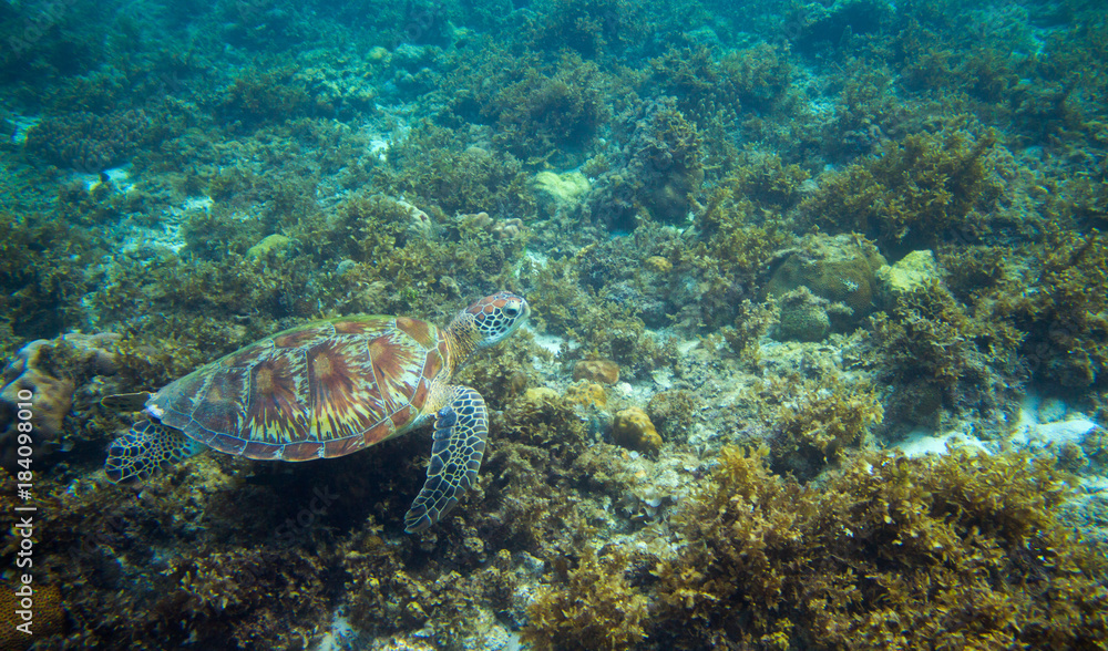 Fototapeta premium Sea tortoise eat seaweed on sea bottom. Tropical island seashore nature.