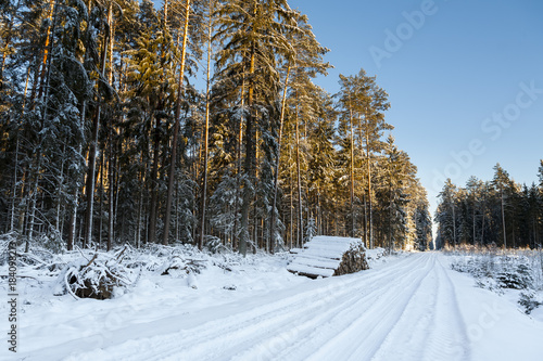 Winter landscape, beautiful forest in a winter coat, snow-covered trees and road. Winter afternoons in Bialowieza National Park. 