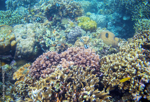 Tropical fish and coral reef. Underwater landscape photo. Fauna and flora of tropical shore.