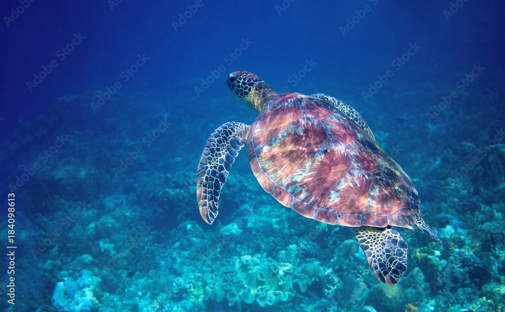 Fototapeta premium Sea turtle swims in blue sea water. Wild green sea turtle closeup.