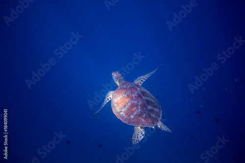 Photography Green sea turtle in open ocean underwater