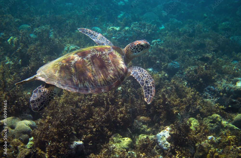 Obraz premium Sea turtle swims above seaweed. Tropical island seashore nature