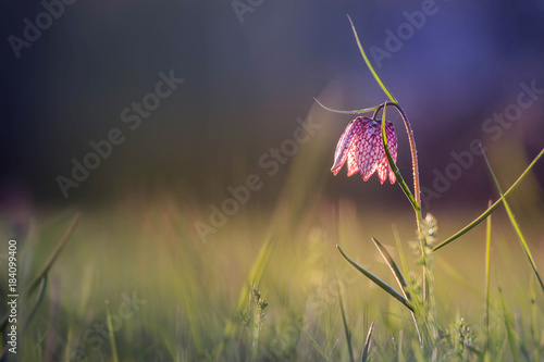 fritillary guinea fowl with light photo