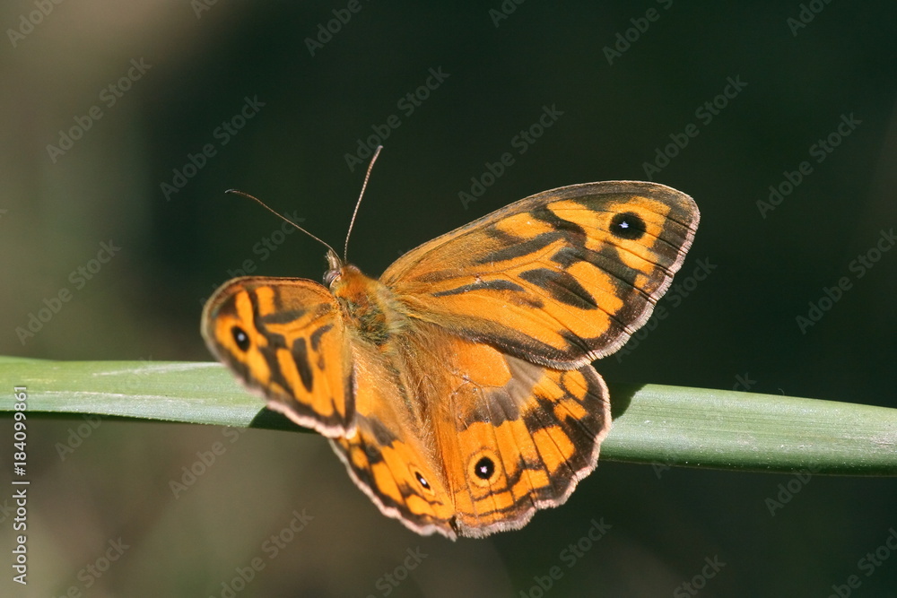 Obraz premium Butterfly 'Heteronympha merope'