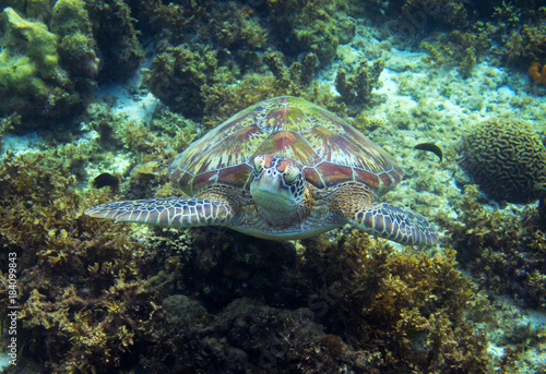 Sea turtle portrait in wild nature. Tropical island seashore nature.