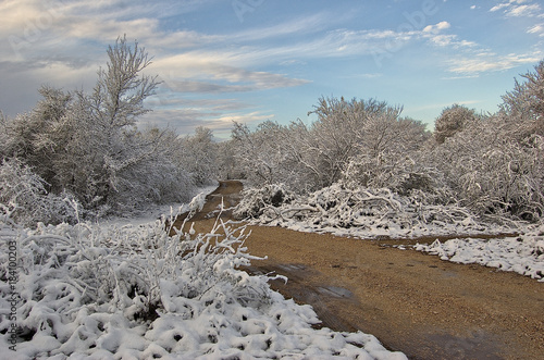 Snow covered brush along a country dirt road in winter