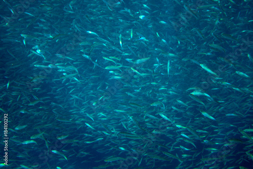 Anchovy colony in deep blue ocean. Massive fish school undersea photo.