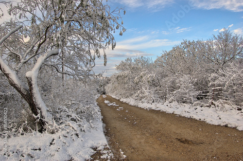 Snow covered brush around a dirt country road in winter