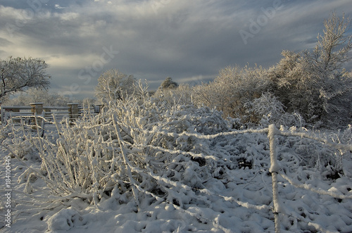 Winter brush landscape covered in snow