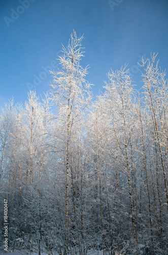frosted birch trees on the background of clear sky