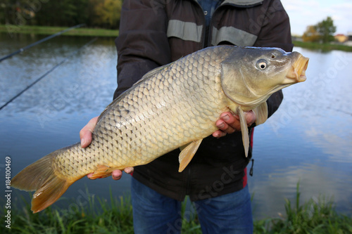 Fototapeta Naklejka Na Ścianę i Meble -  Angler keeps caught big carp 