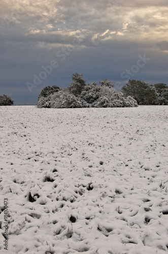 Snow covered meadow with oak tree