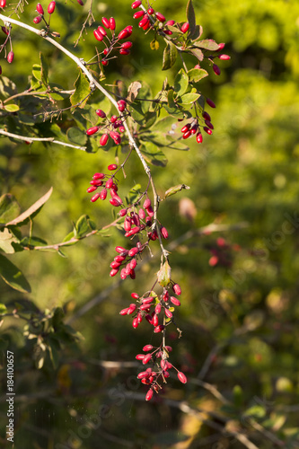 Red fruits of a barberry 