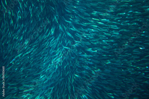 Photography Sardine fish colony in ocean water