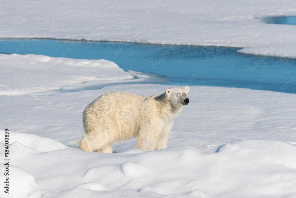 Polar bear on the pack ice Polar bear on the pack ice