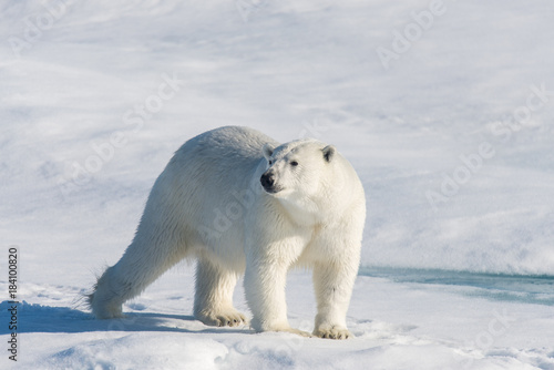 Polar bear on the pack ice