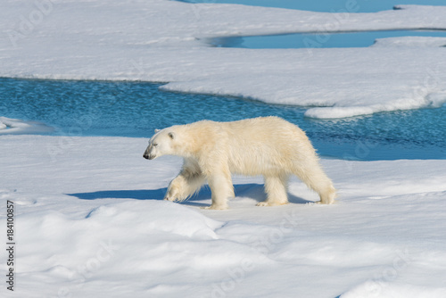 Polar bear on the pack ice