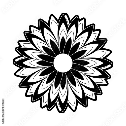 flower  vector illustration