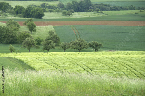 Felder und Streuobstwiesen 