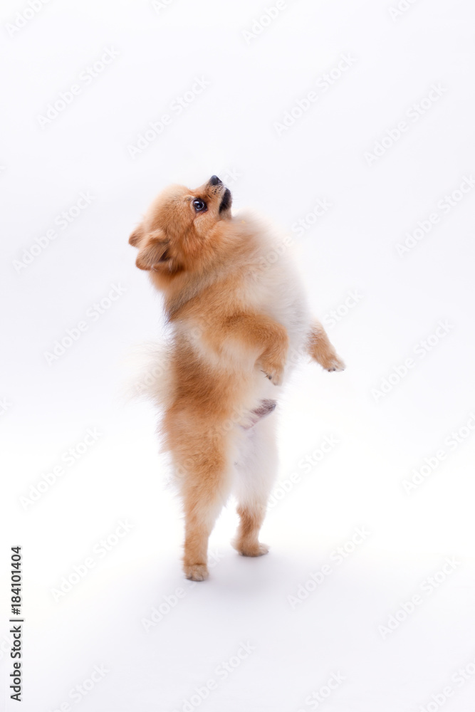 Dog Brown Pom Poms Stock Photo 1143414434