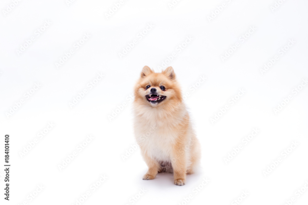 Cute young pomeranian dog. Beautiful puppy spitz sitting isolated on white background, studio shot. Ridiculous miniature dog. Cute young pomeranian dog. Beautiful puppy spitz sitting isolated on white background, studio shot. Ridiculous miniature dog.