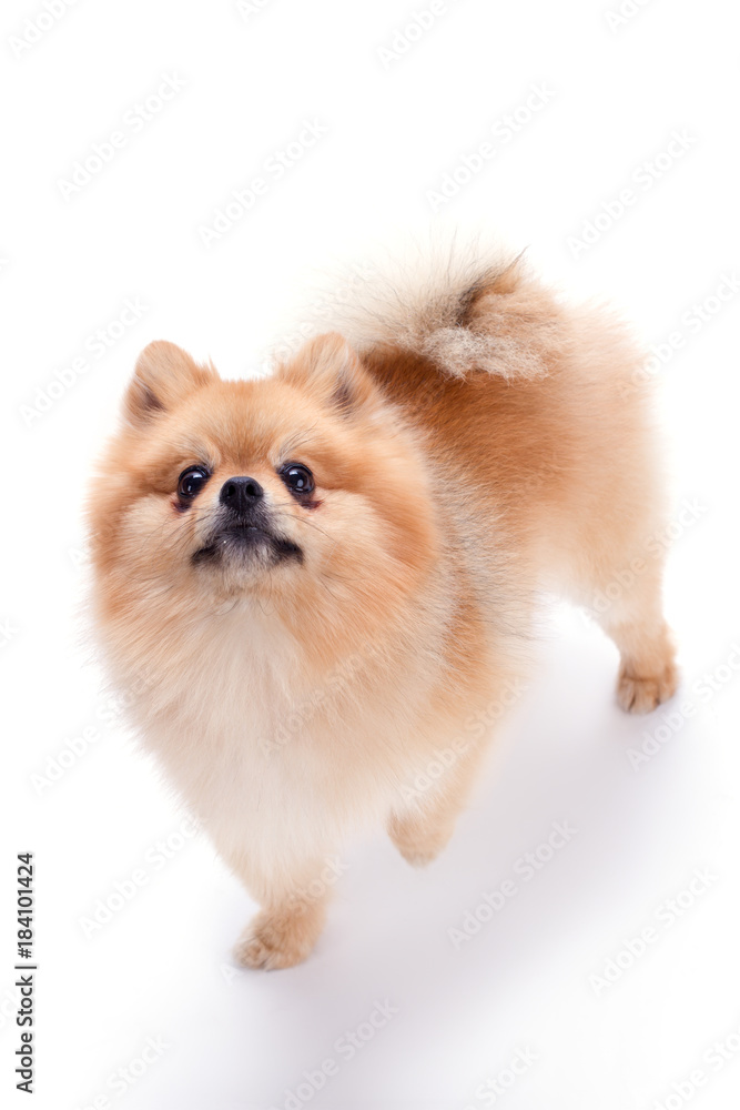 Lovely pomeranian spitz puppy. Fluffy orange pomeranian dog isolated on white background. Cute brown color spitz.
