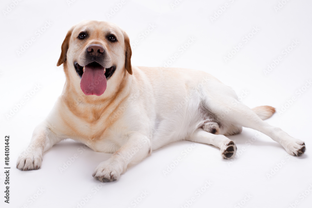 Happy retriever labrador on white background. Cute yellow retriever labrador with stick out tongue on white background. Adorable dog breed.