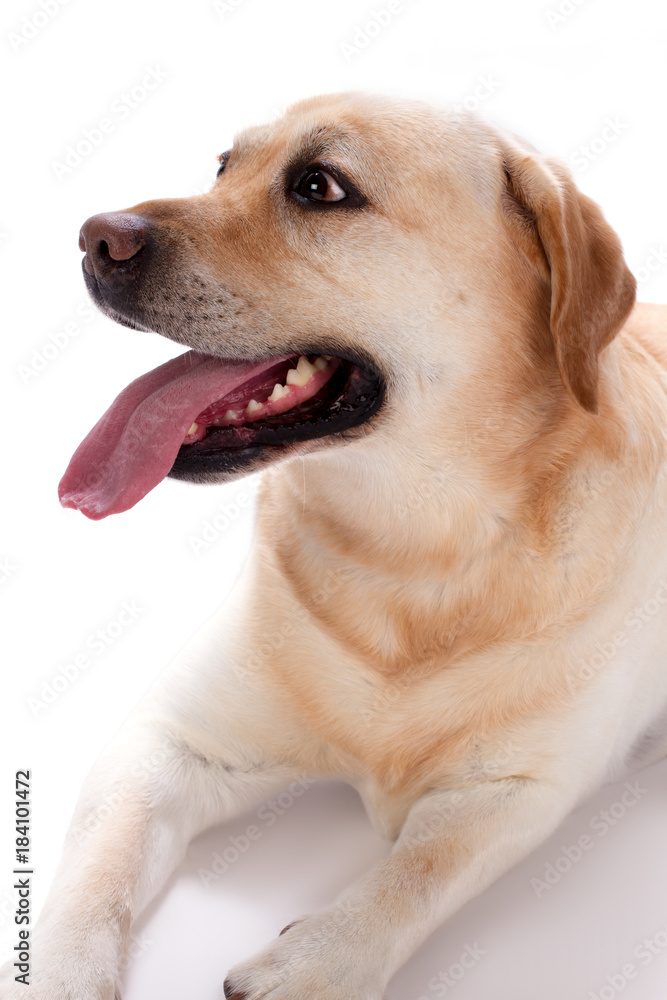 Young labrador retriever, studio portrait. A yellow Labrador retriever dog with a stick out tongue lying isolated on white background, close up studio shot.