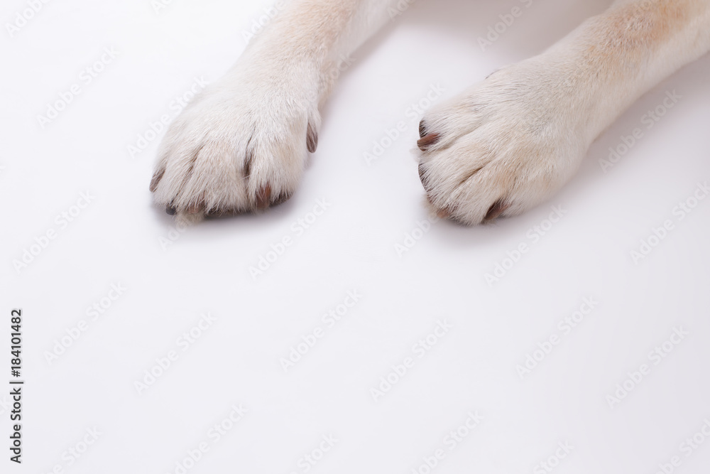 Dogs paws isolated on white background. Blonde labrador retriever dog paws over white background, cropped image. - obrazy, fototapety, plakaty 