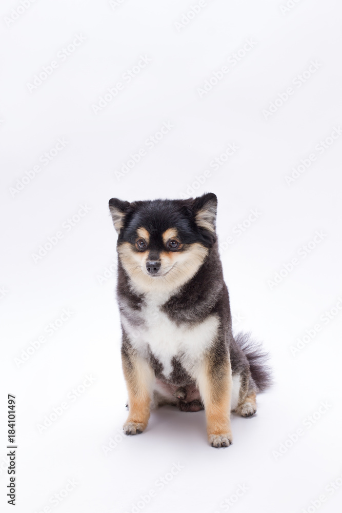 Beautiful black and white pomeranian toy. Cute fluffy pedigree dog sitting islated on white background. Adorable furry dog.