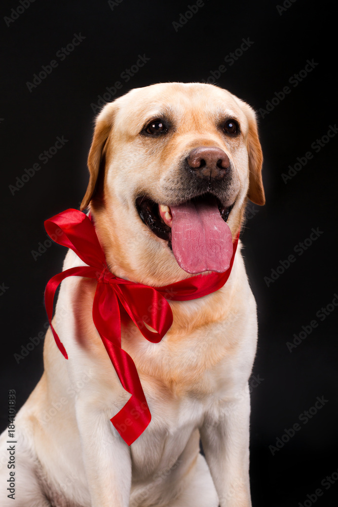 Cute puppy with red ribbon on his neck. Portrait of beautiful young labrador retriever with red ribbon, black background. Perfect Christmas gift. Cute puppy with red ribbon on his neck. Portrait of beautiful young labrador retriever with red ribbon, black background. Perfect Christmas gift.