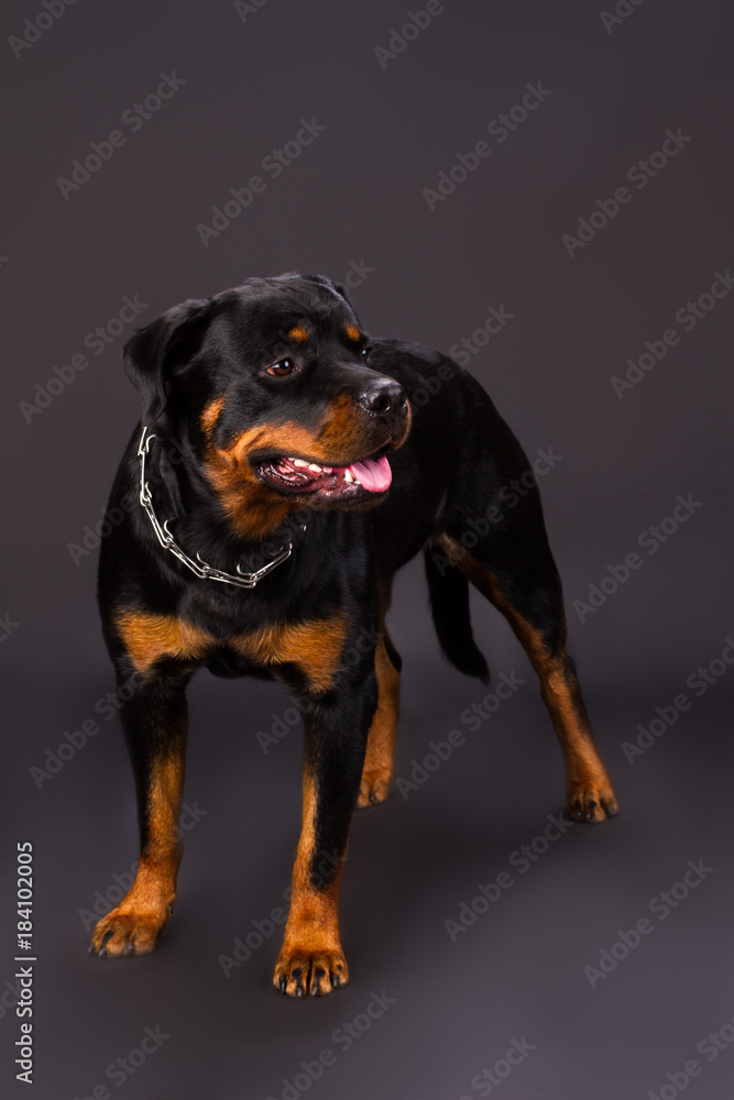 Are Rottweiler Dangerous Dogs