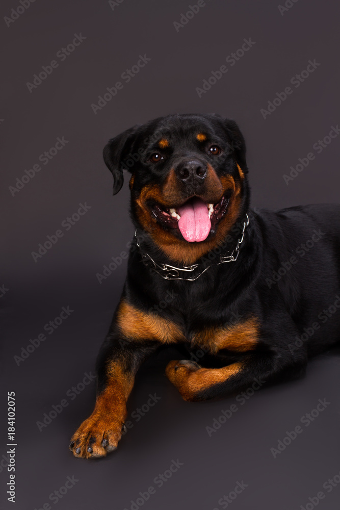Rottweiler happy sales