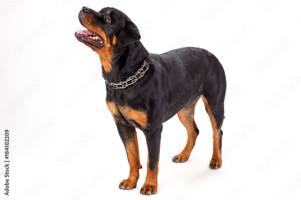 Studio shot of young beautiful rottweiler. Cute domesticated rottweiler dog isolated on white background, studio portrait.
