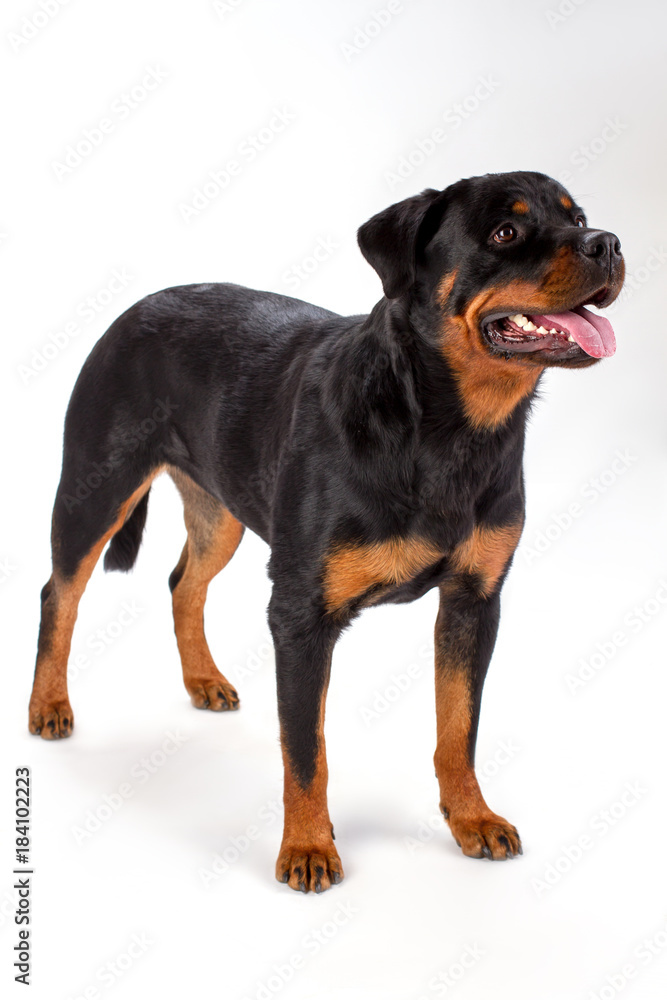 Rottweiler standing on white background. Studio shot of young lovely rottweiler dog isolated on white background. Cute pedigree dog.